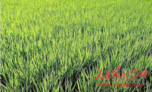 ����Ԫɢ�ģ����Բ����ԣ��������¶�ʮһ��ԭ����